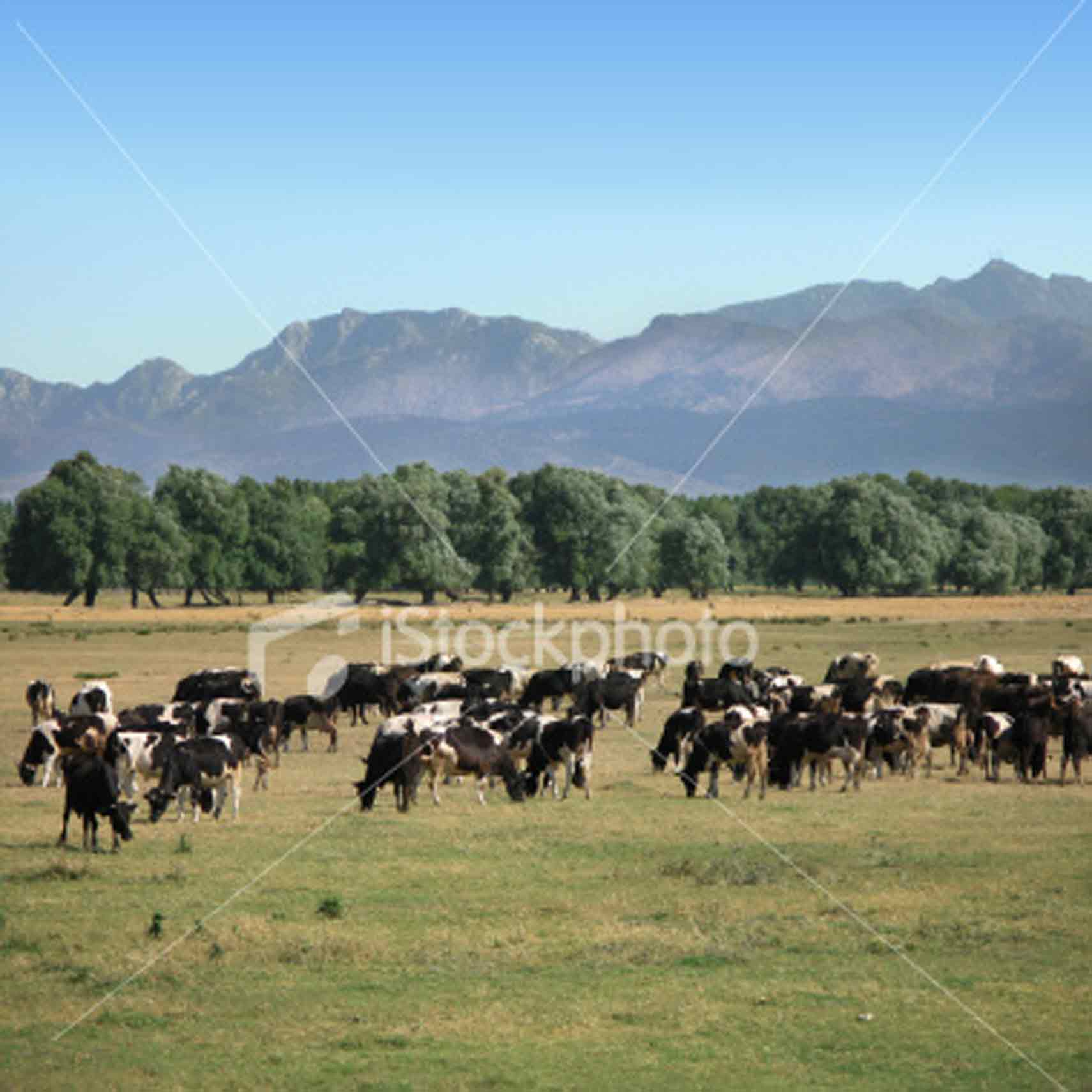 Cows Herd
