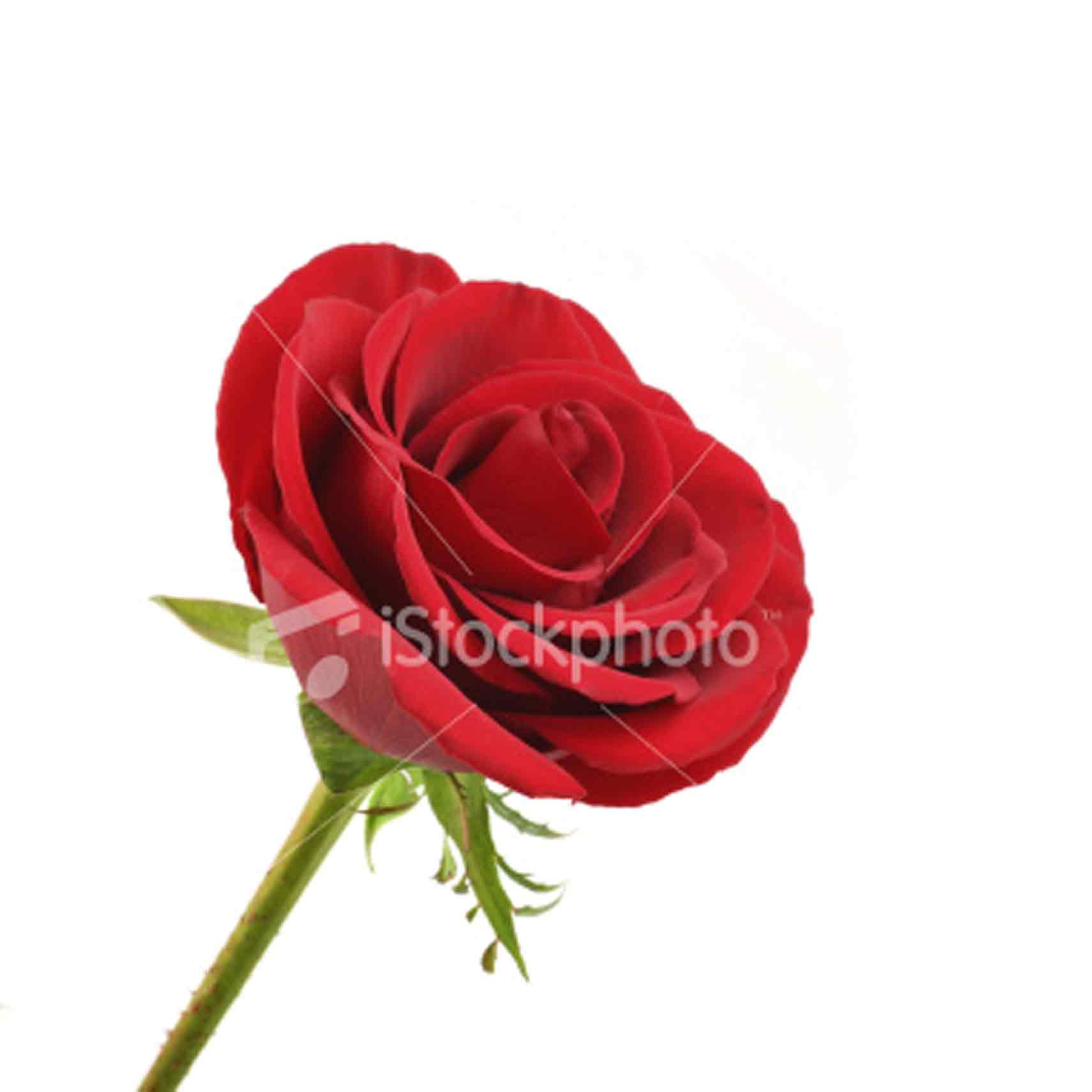 beauty rose flower