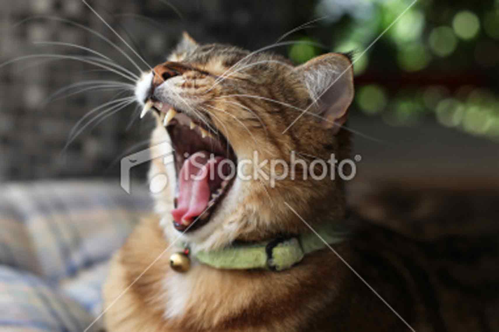 yawning cat